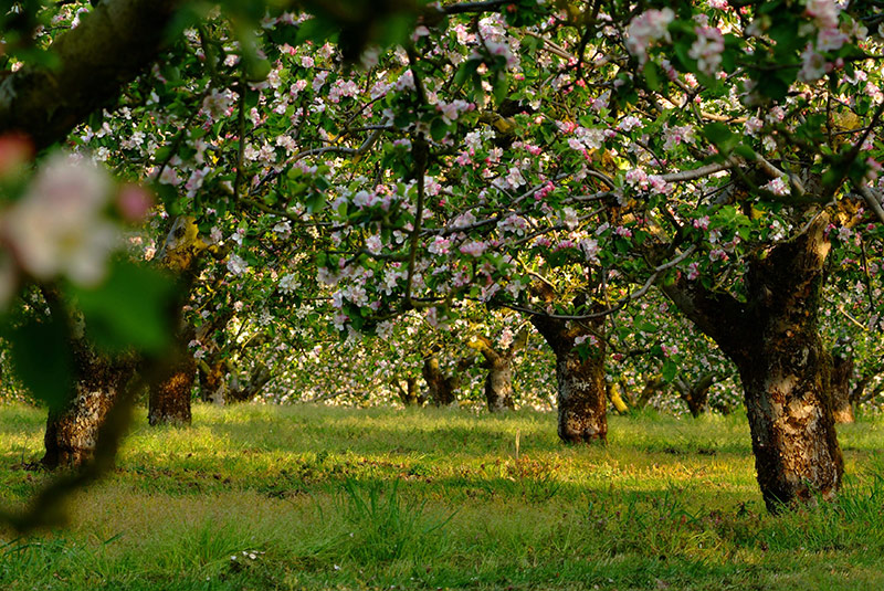 Armagh Apple Blossom