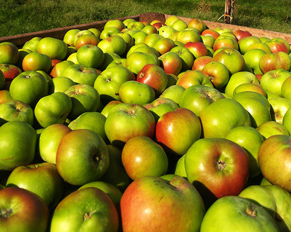 Loughgall Apples