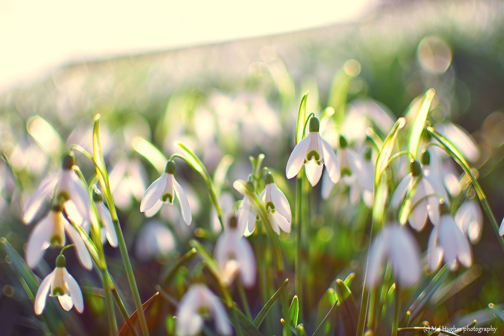 Armagh City Snowdrops | Captured by Mel Hughes Photography