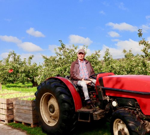 Tractor collecting apples