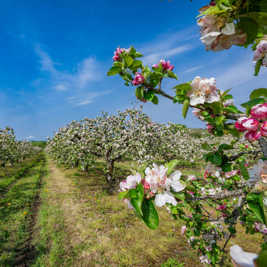 Long_Meadow_Orchard