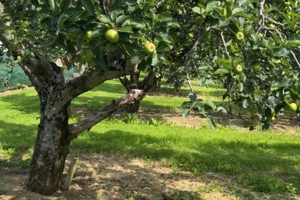 image of orchard at Crannagael