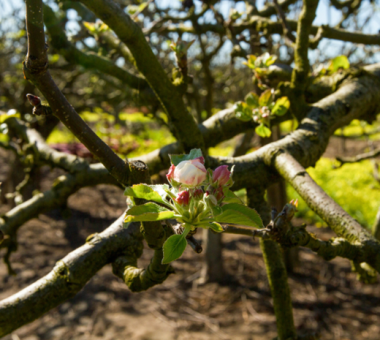 Bud Grafting Apple Trees - Workshop