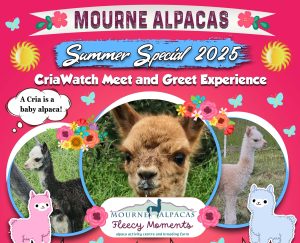 Mourne Alpacas - Summer Special 2025 - CriaWatch Meet & Greet Experience (A Cria is a baby alpaca)