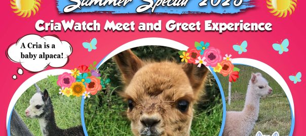 Mourne Alpacas - Summer Special 2025 - CriaWatch Meet & Greet Experience (A Cria is a baby alpaca)
