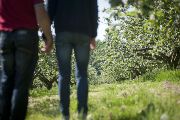 Apple Blossoms
