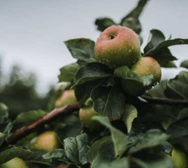 Apples growing on a tree branch with leaves and water droplets.