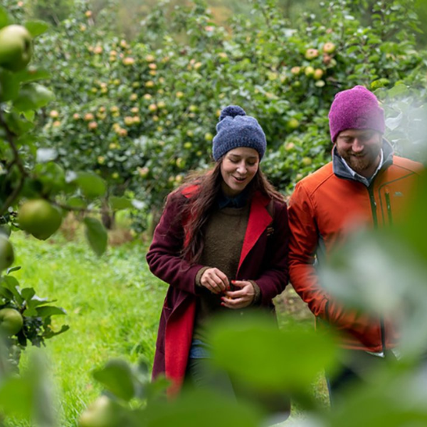 Two people walking through an orchard between apple trees.