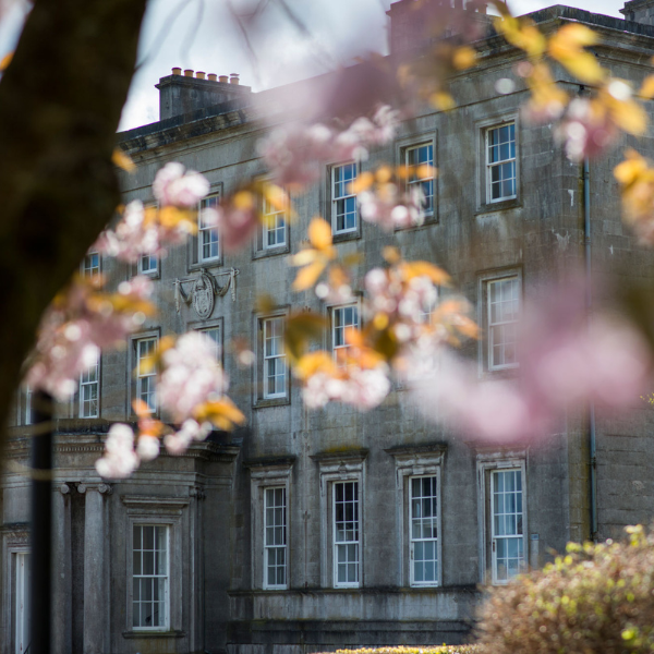 Archbishop’s Palace building framed by blooming cherry blossom branches in the foreground.
