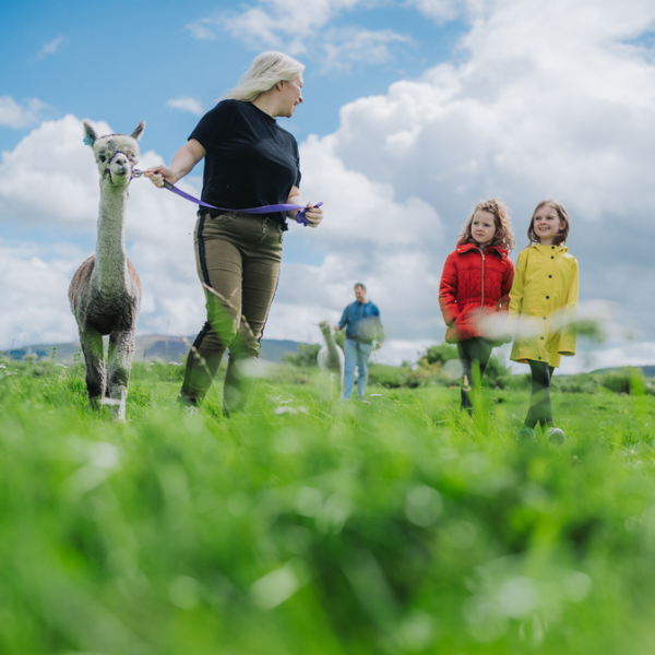Person leading an alpaca on a lead while two children walk alongside in a grassy field.