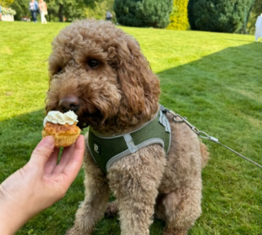 Dog being given a small cupcake by a person outdoors on grass.