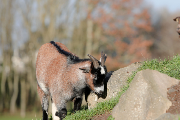 Goat grazing on a grassy hillside among rocks at Tannaghmore Animal Park