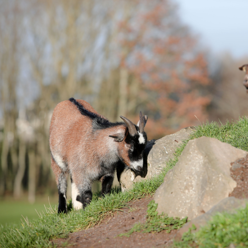 Tannaghmore Gardens & Animal Park Goat grazing on a grassy hillside among rocks at Tannaghmore Animal Park