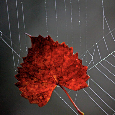 03 Oct 2026 - 10:00 @ The Market Place Armagh 'The Thinning Veil...' A Samhain Creative Writing Workhsop 03 Oct 2026 - 10:00 @ The Market Place Armagh 'The Thinning Veil...' A Samhain Creative Writing Workhsop