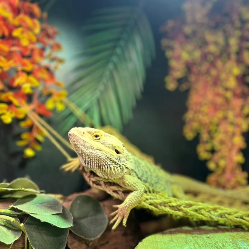 c&js animal park Bearded dragon lizard resting among tropical plants and foliage at C&J’s Animal Park.