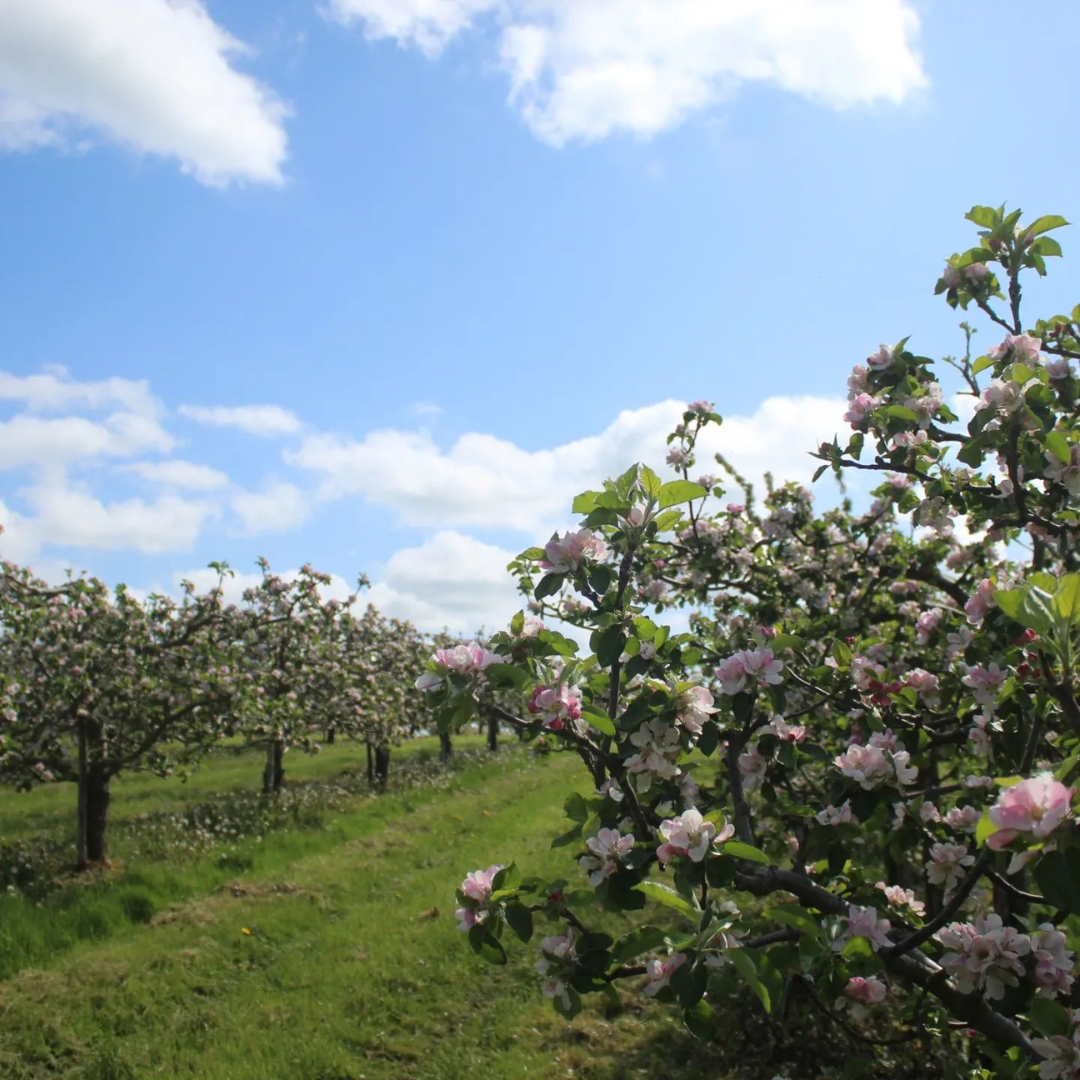 Apple orchard in blossom, with rows of flowering apple trees stretching beneath a bright blue sky.