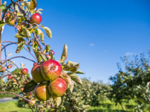 Ripe red and green apples hanging from a tree branch in the orchard at Ardress House, with rows of apple trees and a bright blue sky in the background.