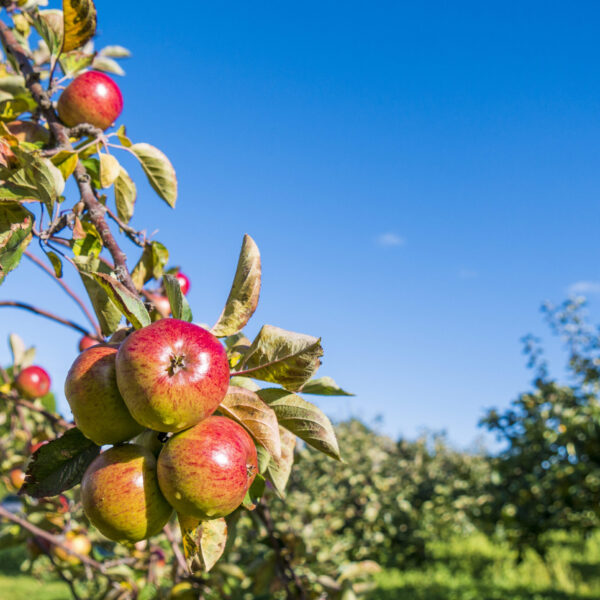Ripe red and green apples hanging from a tree branch in the orchard at Ardress House, with rows of apple trees and a bright blue sky in the background.