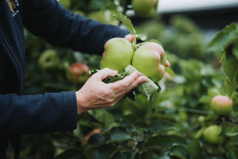 Apple orchards group tours
