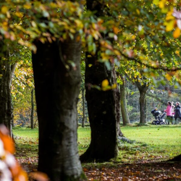 Gosford Forest Park Trees at Gosford Forest Park with people walking in the distance and one person pushing a pram.