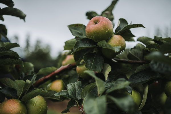 Apple Orchard Apples growing on a tree branch with leaves and water droplets.