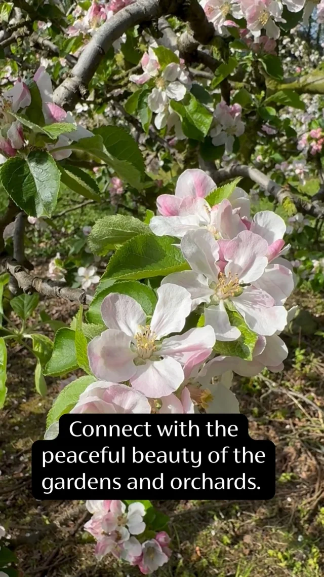 10% off 17th May Presence and Place Tour at Ardress House 🌿

Judith Greene Mindfulness’ next Presence & Place Tour takes you to the beautiful Ardress House on 17th May. 
Nestled in the Armagh countryside, this unique location invites you to see how the past clicks with you — not just in your mind, but in your body and breath.

Expect more than a historical visit. Expect an experience where history meets heart, where stillness meets story. This is unlike any other tour - it’s a moment to reconnect, reflect, and reinhabit presence in a way that lingers long after you leave. 
Come along and feel how time folds — where past and present meet in you. 

Book your tickets today 👉 check out @judithgreenemindfulness bio ✨ Use Code visitarmagh10 for 10% off!

Know someone who’d love this experience? Share this with them!

#mindfulness #meditation #selfcare #wellness
